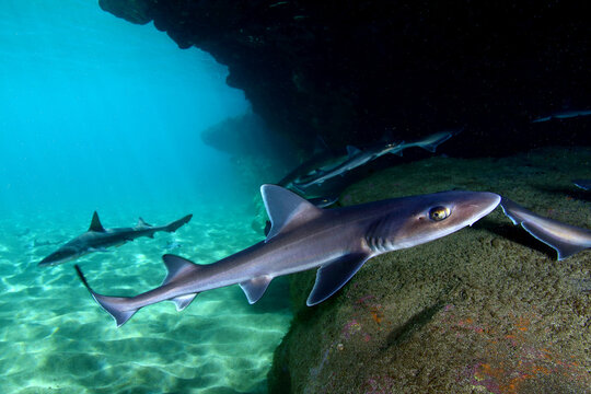 Tiburones Caz&oacute;n refugiados en cueva en aguas Canarias	
