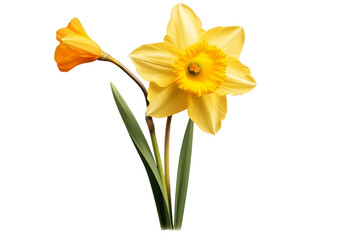 Daffodil's Radiant Bloom isolated on a transparent background. Generative Ai