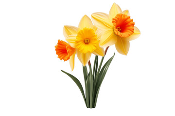 Graceful daffodil Blooms isolated on a transparent background. Generative Ai