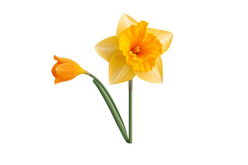Fototapeta na wymiar Daffodil's Flourish isolated on a transparent background. Generative Ai