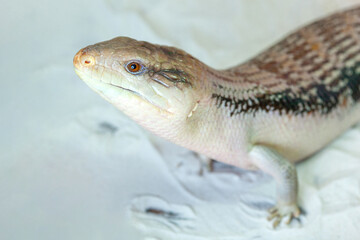 A small Tiliqua scincoides intermedia in the terrarium on a white background.