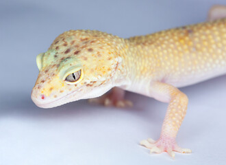 A small gecko in the terrarium on a white background.