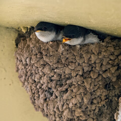 House Martin Chicks calling for food from the nest.
