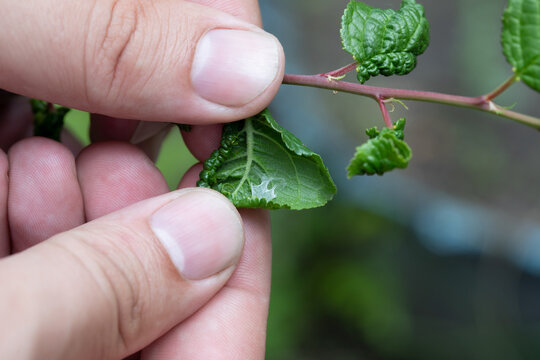 An agronomist examines a young plum tree infested with spider baptism and aphids in the garden.The use of insecticides in agriculture.