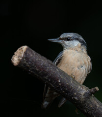 Nuthatch