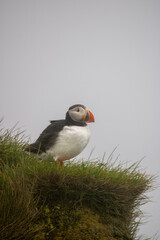 atlantic puffin or common puffin