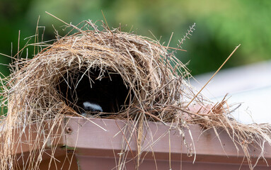 Yellow flycatcher sits in its artfully built nest in a gutter. Natural craftsmanship in airy heights