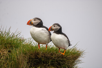 atlantic puffin or common puffin