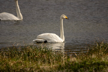 swan on the water