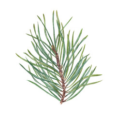 Watercolor Christmas Pine, cedar, conifer branch. Evergreen plant. Botanical illustration of green lush sprig isolated on transparent. For winter postcard design, Xmas and New Year cards, greetings