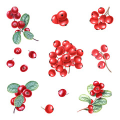 Set of different bunch of red berries. Fresh juicy cranberries, currants, cowberries, rowan berry, holly berries. Watercolor illustration isolated on transparent background. For your design