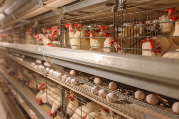 egg factory plant agriculture poultry chicken farm