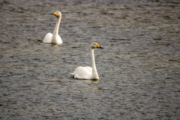 swan on the lake