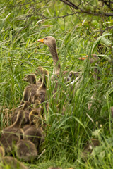 Grey goose and goslings