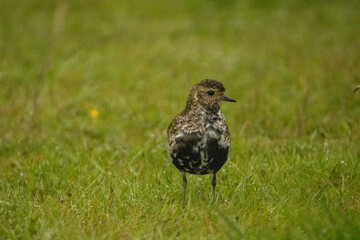 Piper in the grass