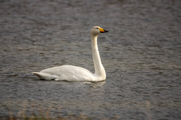 mute swan cygnus olor