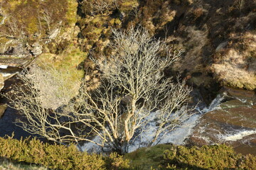 Fototapeta premium moss on the rock
