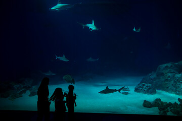 Aquarium mit Haien in Kopenhagen