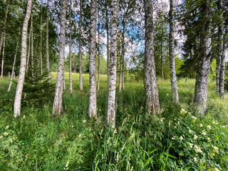 Naklejka premium A row of birch trees at the lake of Bad Bayersoien in the Bavarian Alps, Germany