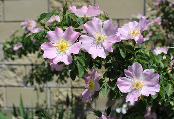 wild rose flowers

