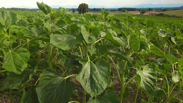 Young common sunflower in agricultural field. Green and unripe helianthus in Germany Bavaria. Field of unripe sunflowers in Deutschland. Agriculture, cultivation of land, cropping, farming in europe. 