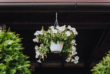 Garden pots hang against a wall with white petunia flowers outdoors. Photography of nature.