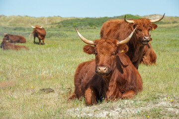 Schottische Highland Rinder auf einer grünen Weide im Sommer