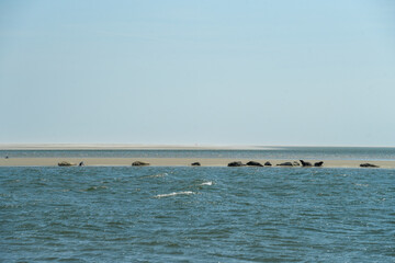 Robben auf einer Sandbank an der Küste von Dänemark