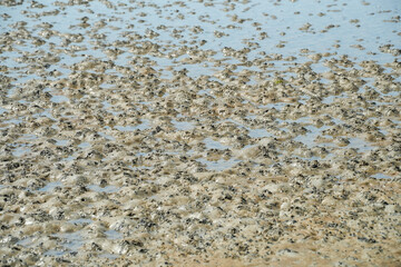 Schlick in der Nordsee bei Ebbe