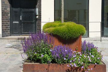 Grüne Pflanzen und Lavendel in den Straßen von Fredericia in Dänemark