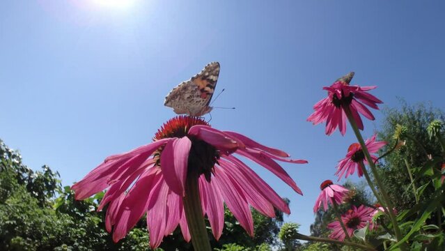 Butterfly Painted lady, Vanessa cardui on pink flower of Echinacea purpurea, Eastern purple coneflower, Hedgehog coneflower on sunny summer day with blue sky - slow motion, panorama 160