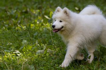 Samoyed - a beautiful breed of Siberian white dog. Four-month-old puppy on a walk.