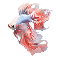 Fototapeta premium transparent background with isolated siamese fighting fish