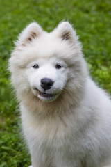 Samoyed - a beautiful breed of Siberian white dog. Four-month-old puppy on a walk.