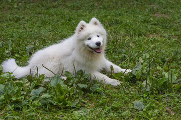 Naklejka na ściany i meble Samoyed - a beautiful breed of Siberian white dog. Four-month-old puppy on a walk.