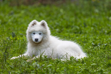 Samoyed - a beautiful breed of Siberian white dog. Four-month-old puppy on a walk.