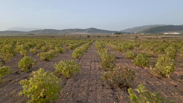Vineyards from above, footage of vineyards in Alicante, Comunidad de Valencia - stock video