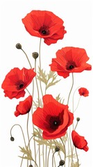 A bunch of red poppies on a white background. Digital image.
