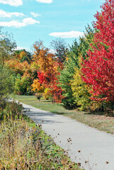 Autumn colorful trees in Burlington. The scenery of nature with a path surrounded by autumn trees....