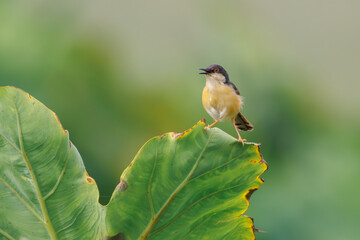 Ashy Prinia perched on a leaf 