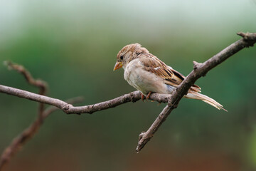 Obraz premium House sparrow on a tree branch