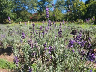 field of lavender