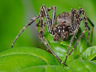 walnut orb weaver spider (Nuctenea umbratica)