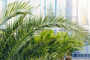 Palm leaves agains modern building. Copy-space.