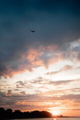 A bird flying in the sky at sunset