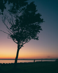 A silhouette of a tree by the sea at sunset