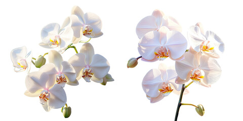 Obraz premium Blooming white Phalaenopsis amabilis orchid in the garden transparent background