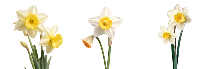 White daffodil flower isolated in spring transparent background © The 2R Artificiality