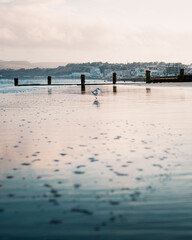 Fototapeta premium A seagull at a beach at sunset