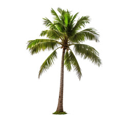 Coconut tree on white background isolated